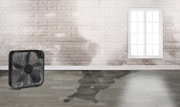 Best Water damage contractors near me  in De Soto, MO